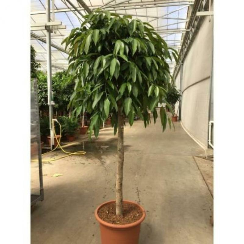 Ficus 'amstel King' 515-525cm - Vertakt art18526