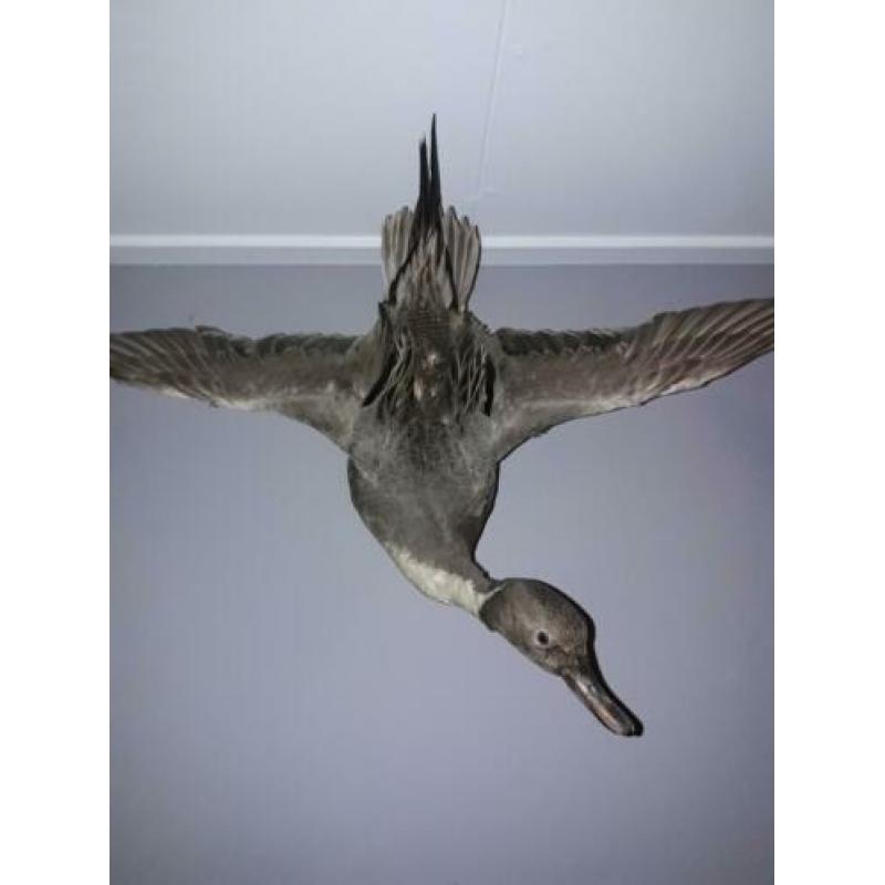 Opgezette eenden taxidermie