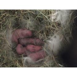 Baby dwerg konijntjes 25,00