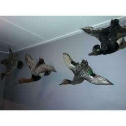 Opgezette eenden taxidermie