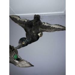 Opgezette eenden taxidermie