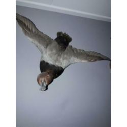 Opgezette eenden taxidermie