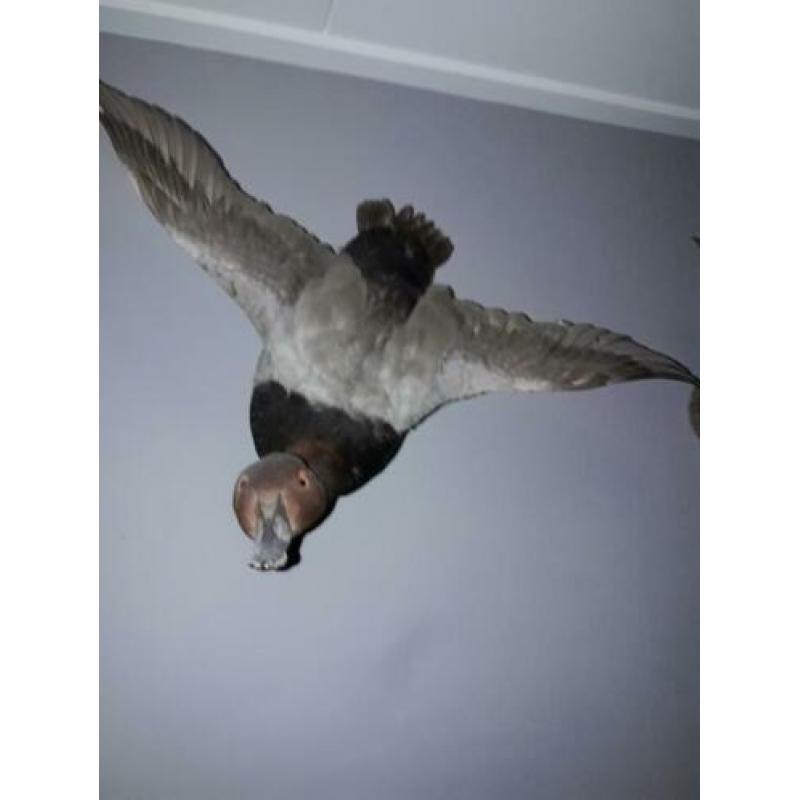 Opgezette eenden taxidermie