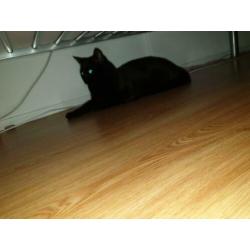 Een lieve kater Tommy