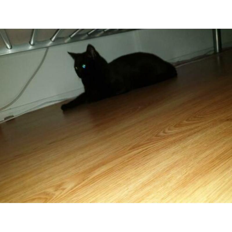 Een lieve kater Tommy