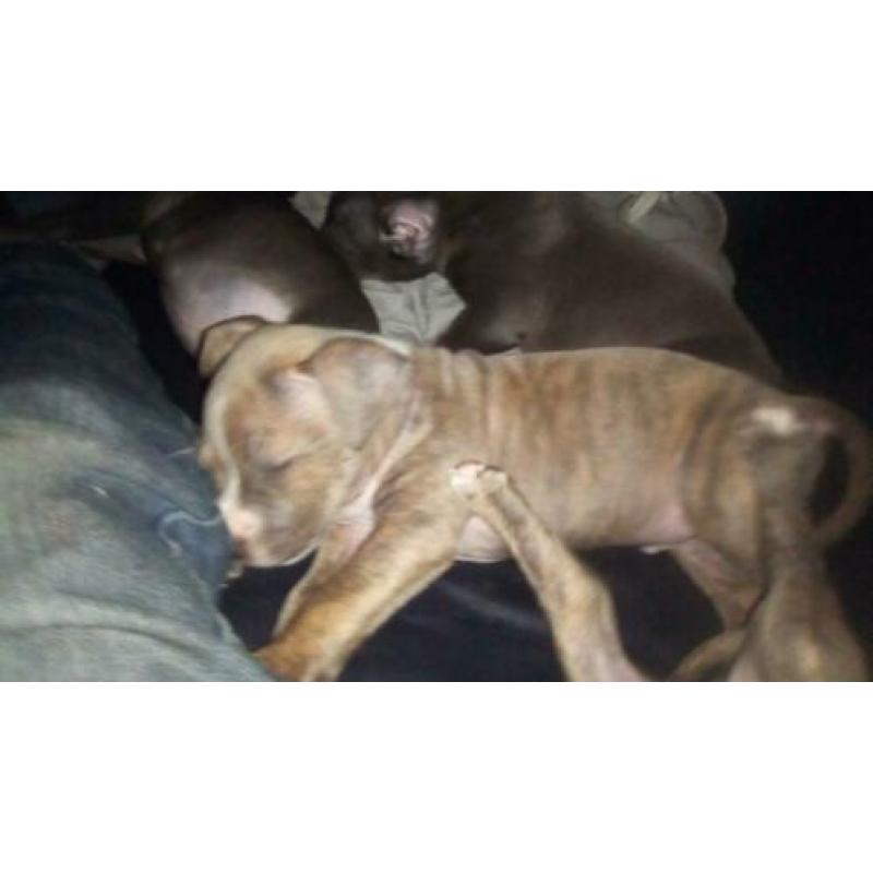 Eng staff pittbull pup