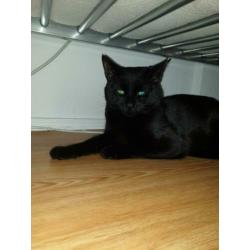 Een lieve kater Tommy