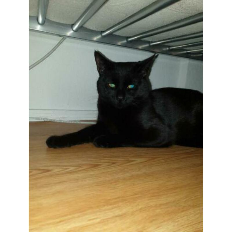 Een lieve kater Tommy