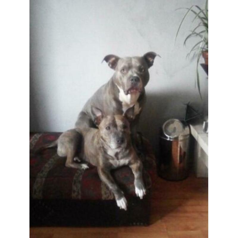 Eng staff pittbull pup