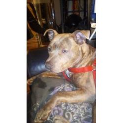 Eng staff pittbull pup
