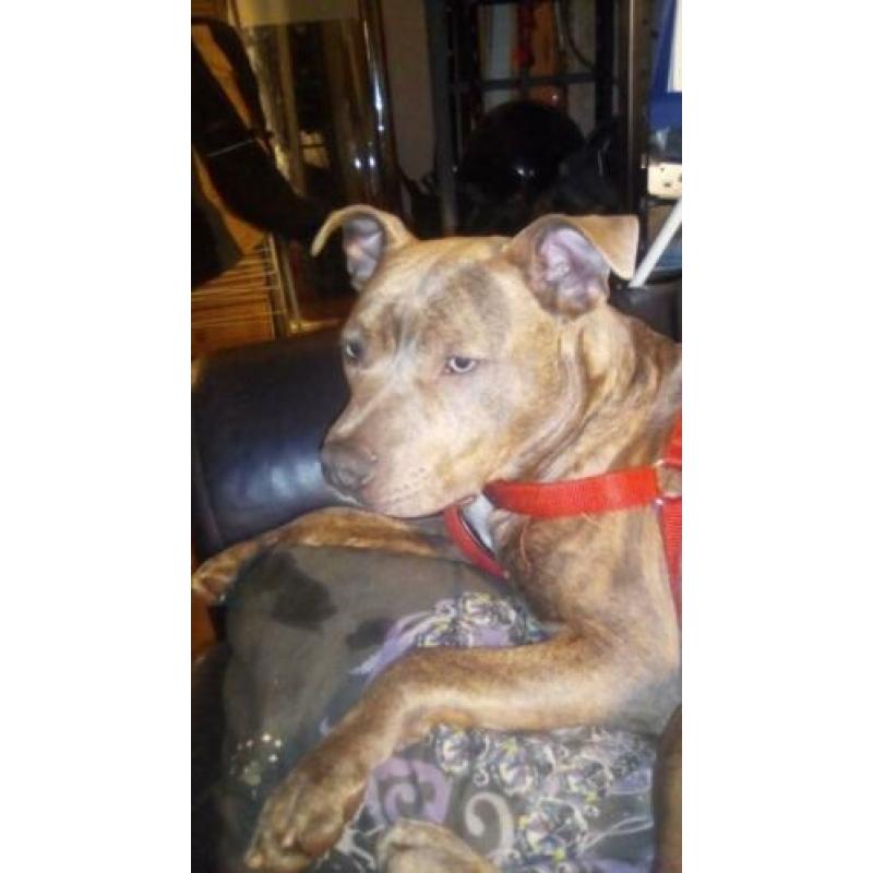 Eng staff pittbull pup