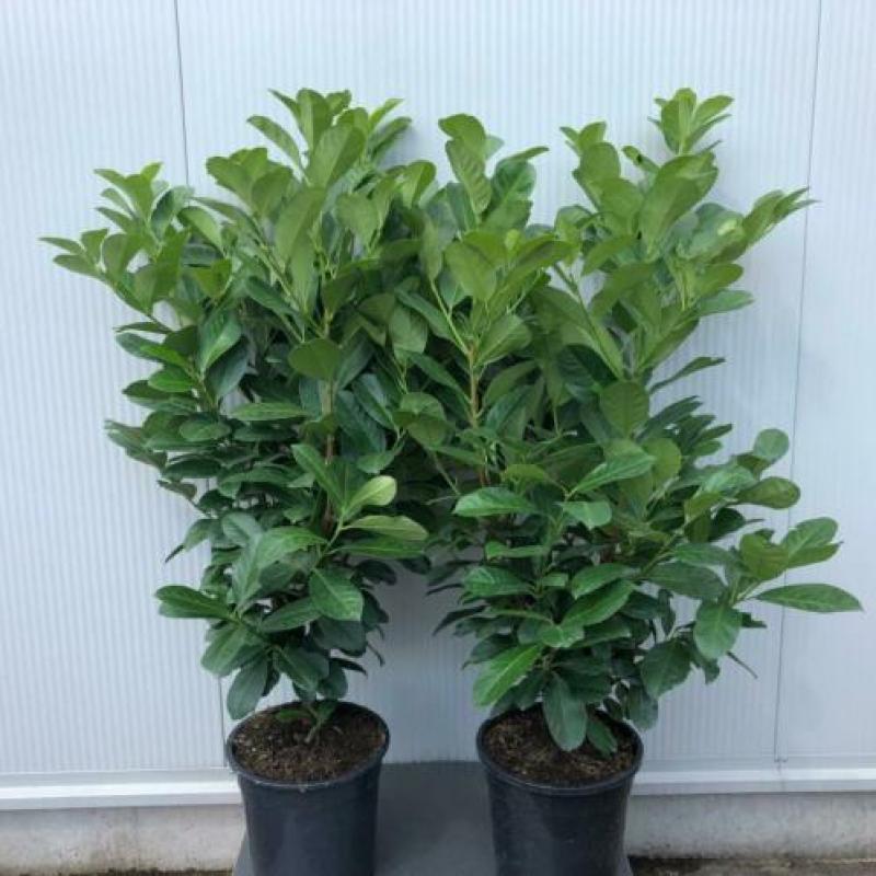 Prunus L. Etna, Laurierkers, haag, heester, laurierhaag