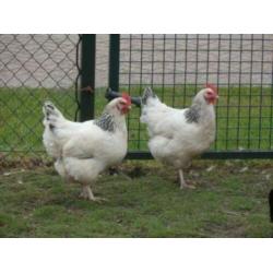 Sussex kippen [Columbia kleur en andere kleurslagen]
