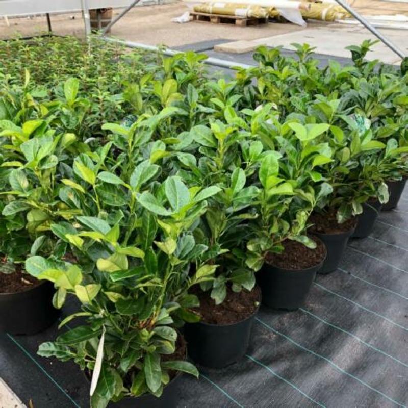 Prunus L. Etna, Laurierkers, haag, heester, laurierhaag