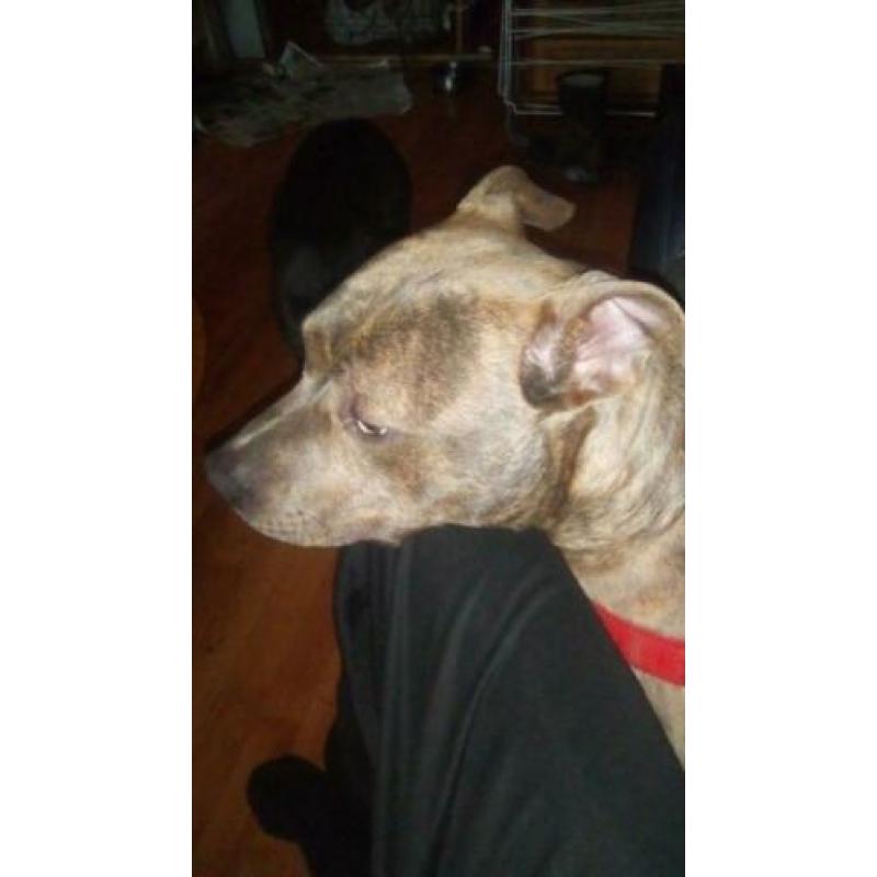 Eng staff pittbull pup
