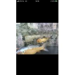 Koi karpers 20 stuks