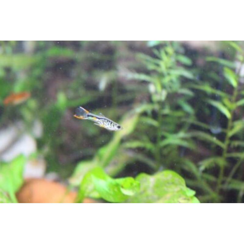 Snake Endler guppen