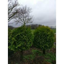 Bol conifeer op stam Thuja Brabant vormboom 2 stuks
