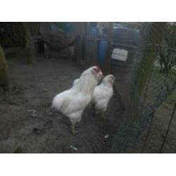 MaransKippen,Araucana,Amrock,Barnevelder,Welsumer,Sussex,NHB