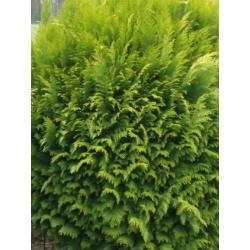 Bol conifeer op stam Thuja Brabant vormboom 2 stuks