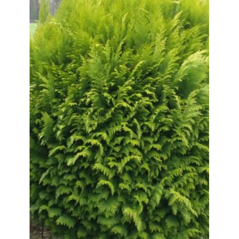 Bol conifeer op stam Thuja Brabant vormboom 2 stuks
