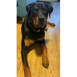 Rottweiler teefje 7 maanden