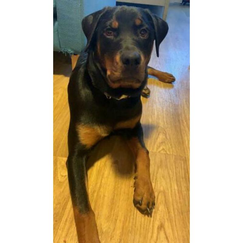 Rottweiler teefje 7 maanden