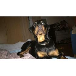 Rottweiler teefje 7 maanden