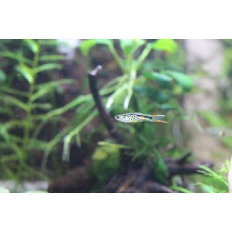 Snake Endler guppen