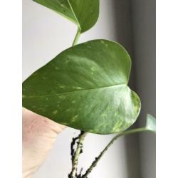 Scindapsus epipremnum golden aureum