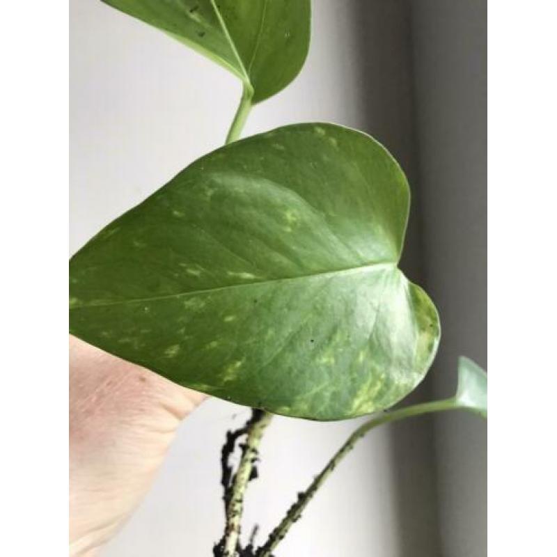 Scindapsus epipremnum golden aureum