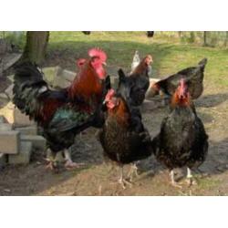 MaransKippen,Araucana,Amrock,Barnevelder,Welsumer,Sussex,NHB