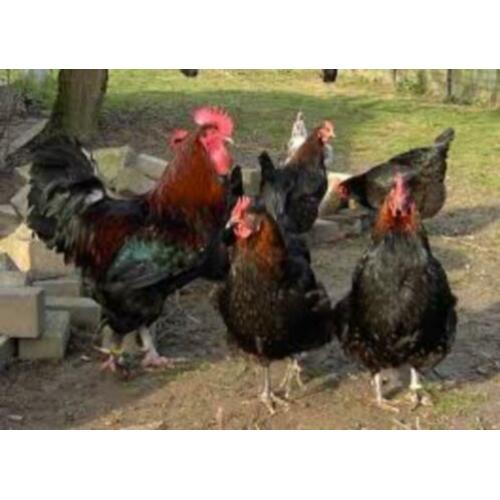 MaransKippen,Araucana,Amrock,Barnevelder,Welsumer,Sussex,NHB