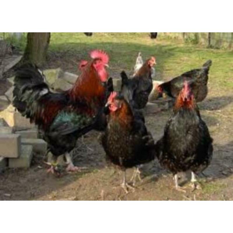 MaransKippen,Araucana,Amrock,Barnevelder,Welsumer,Sussex,NHB