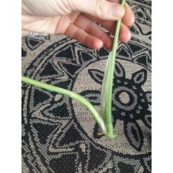 Monstera Variegata stekje 2 bladeren? veel wit op de steel