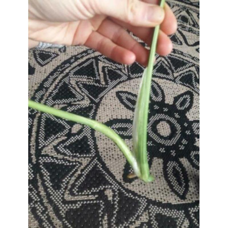 Monstera Variegata stekje 2 bladeren? veel wit op de steel