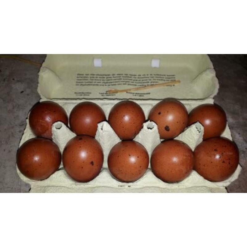 Prachtige raszuivere koperzwarte marans broedeieren .