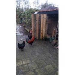 Prachtige raszuivere koperzwarte marans broedeieren .