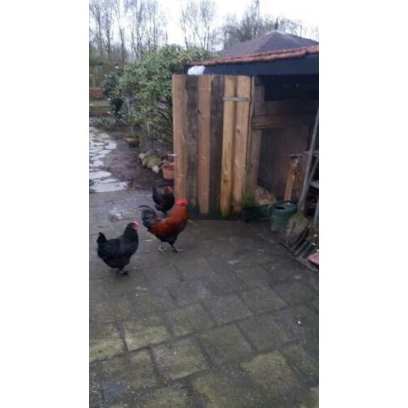 Prachtige raszuivere koperzwarte marans broedeieren .