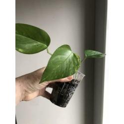 Scindapsus epipremnum golden aureum