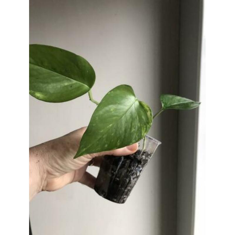 Scindapsus epipremnum golden aureum