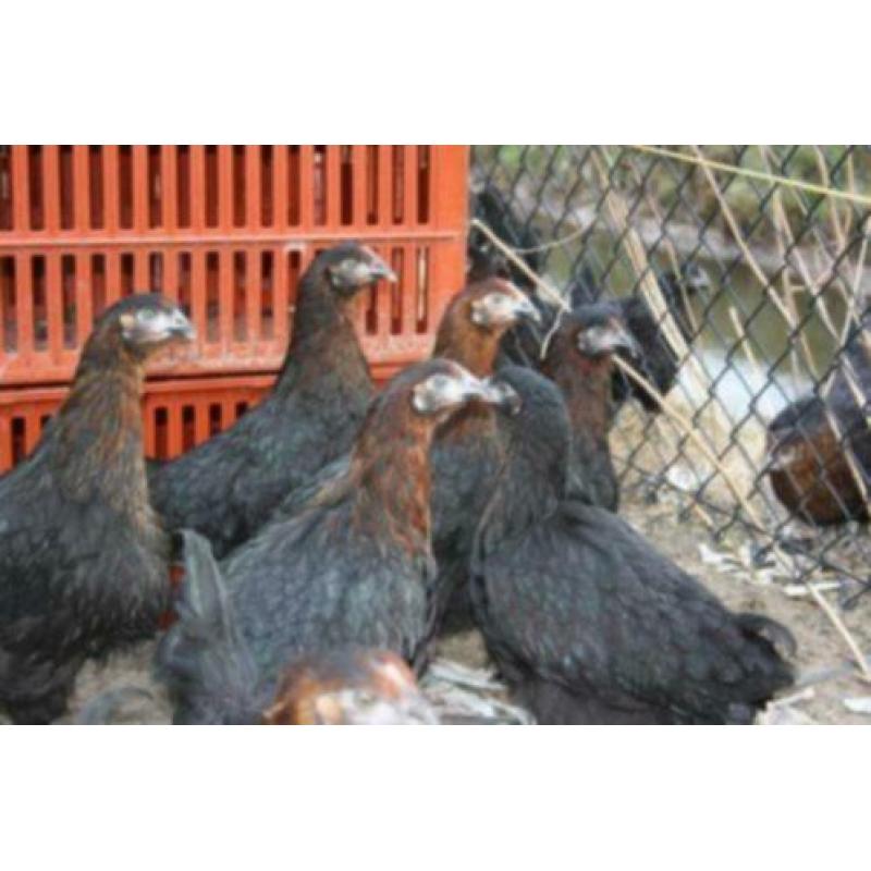 MaransKippen,Araucana,Amrock,Barnevelder,Welsumer,Sussex,NHB