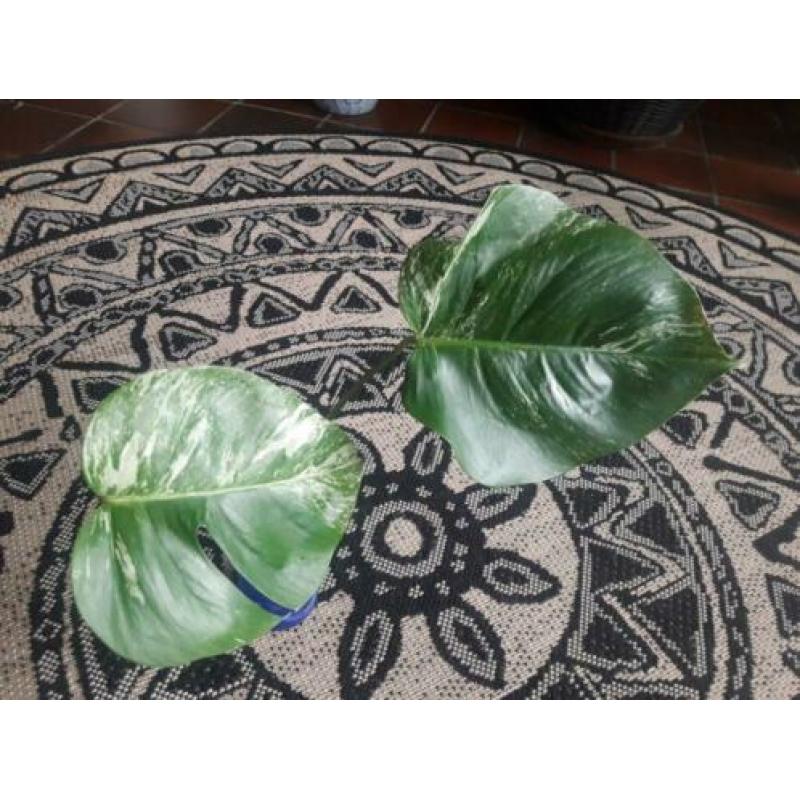Monstera Variegata stekje 2 bladeren? veel wit op de steel
