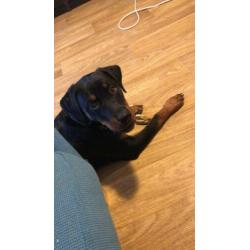 Rottweiler teefje 7 maanden