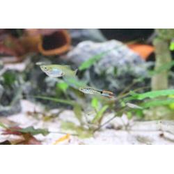 Snake Endler guppen
