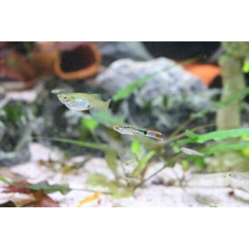 Snake Endler guppen