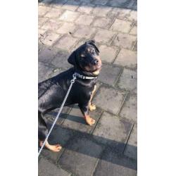 Rottweiler teefje 7 maanden