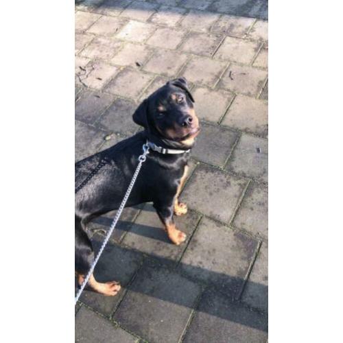 Rottweiler teefje 7 maanden