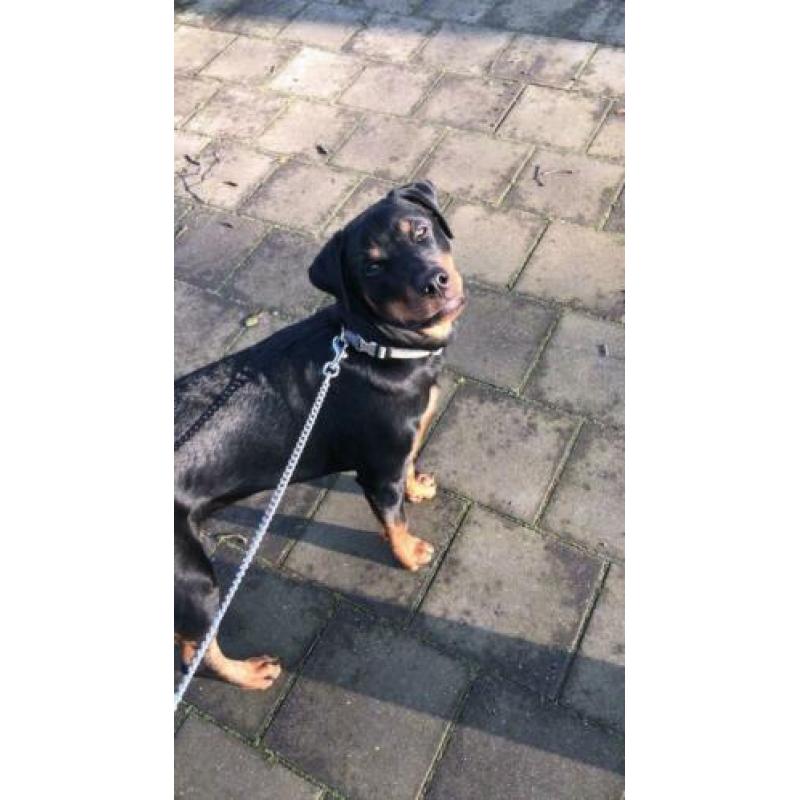 Rottweiler teefje 7 maanden