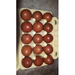 Prachtige raszuivere koperzwarte marans broedeieren .